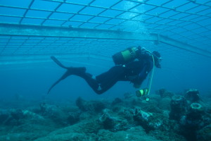 cavtat, anticki brodolom s amforama (1)